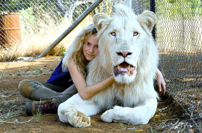 Mia Et Le Lion Blanc Canal La Veritable Amitie Entre Un Lion Et Une Fillette